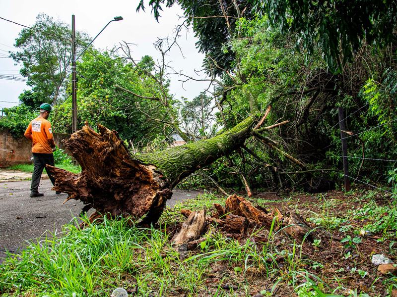 Tree removal in Peoria area, IL
